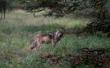 Een wolf op de Veluwe.