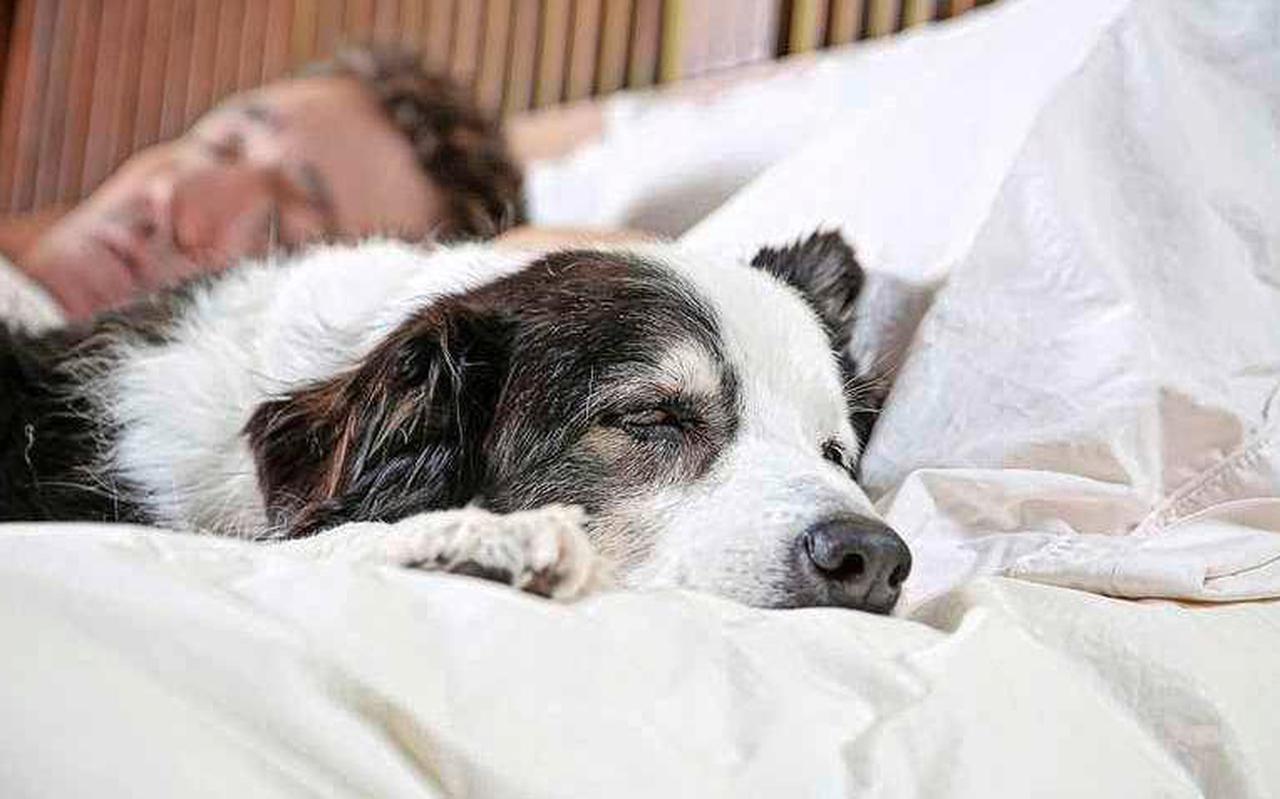 Hondenbezitters die met hun dier slapen, blijken met meer slaapproblemen te kampen.