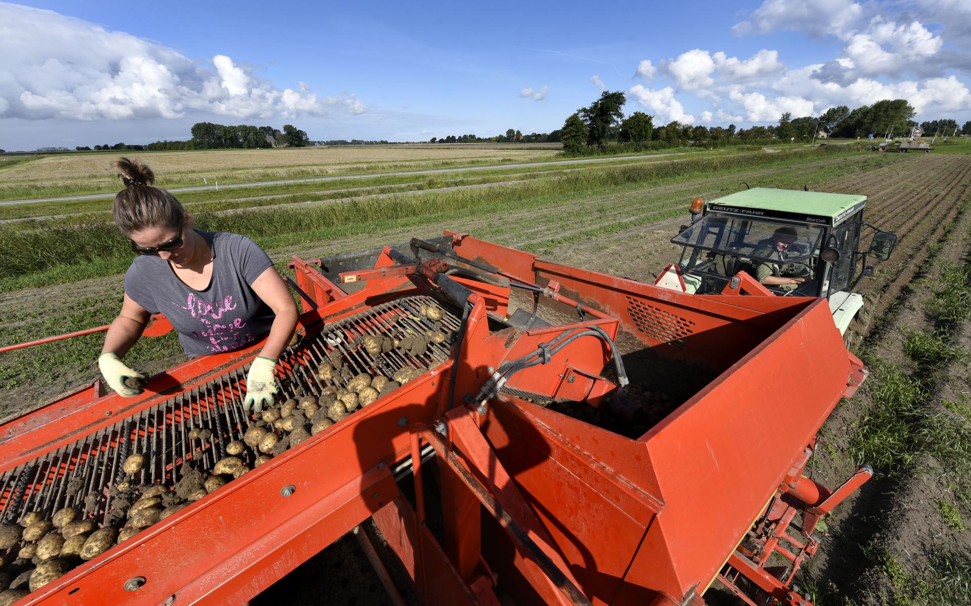 Minder aardappelen geoogst in Noordwest-Europa, maar in Fryslân kwamen er juist meer van het veld