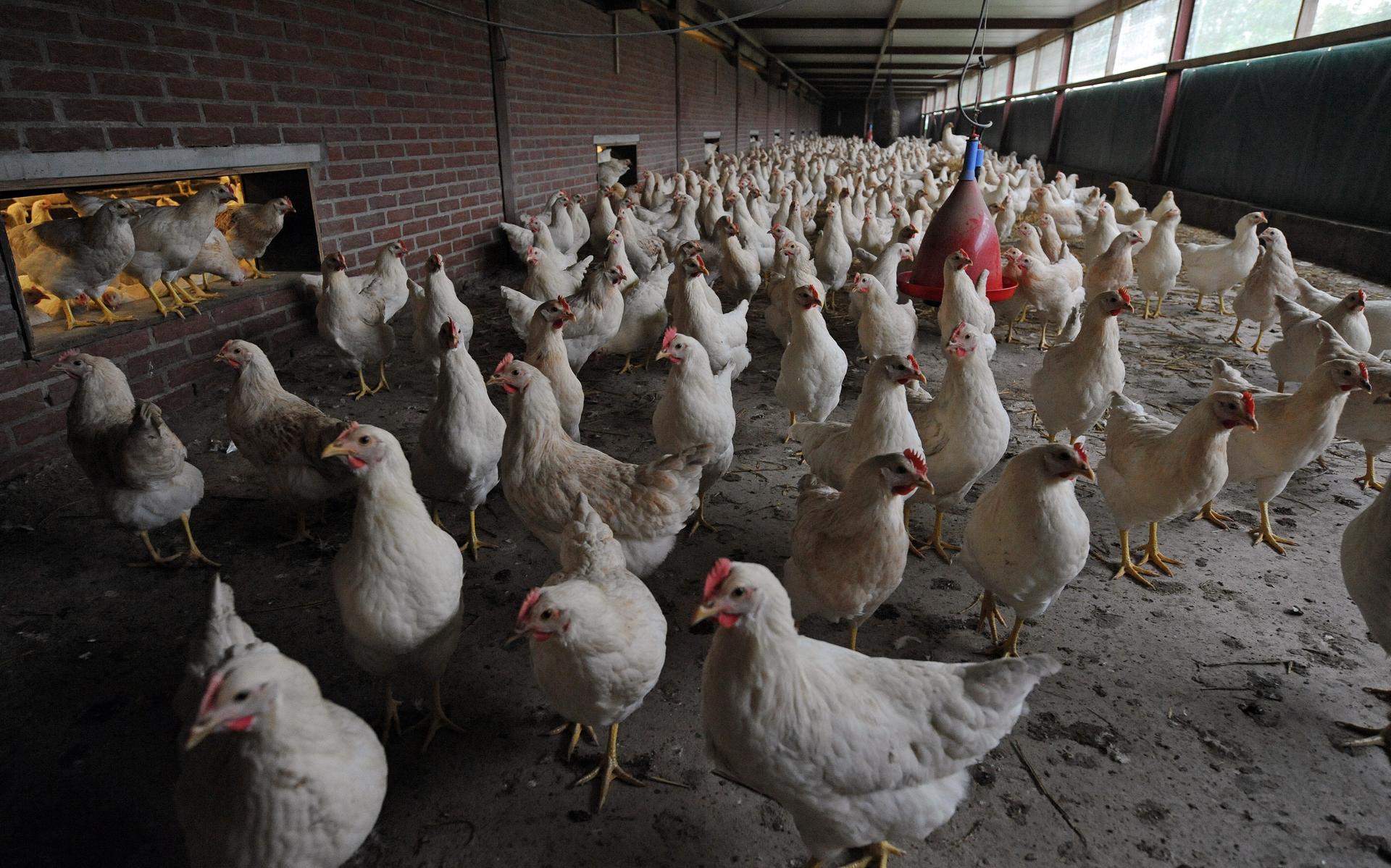 Vogelgriep in Fryslân vastgesteld: 105.000 vleeskuikens in Minnertsga geruimd - Friesch Dagblad