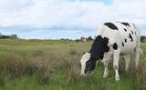 Een koe op Schiermonnikoog. 