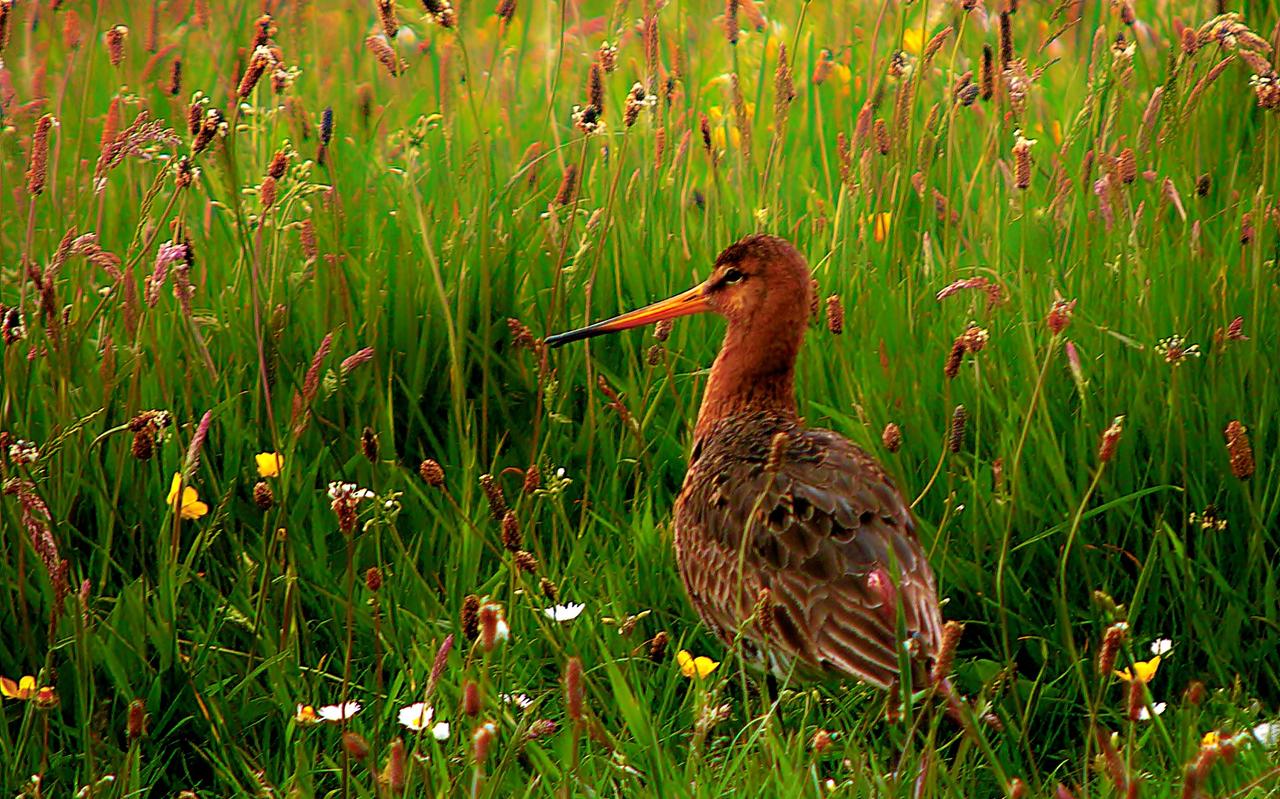 Grutto in kruidenrijk grasland. Grutto in kruidenrijk grasland.