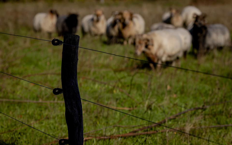 Wolfwerende afrastering bij een schapenhouder in Drenthe, geplaatst om schapen te beschermen tegen de wolf.
