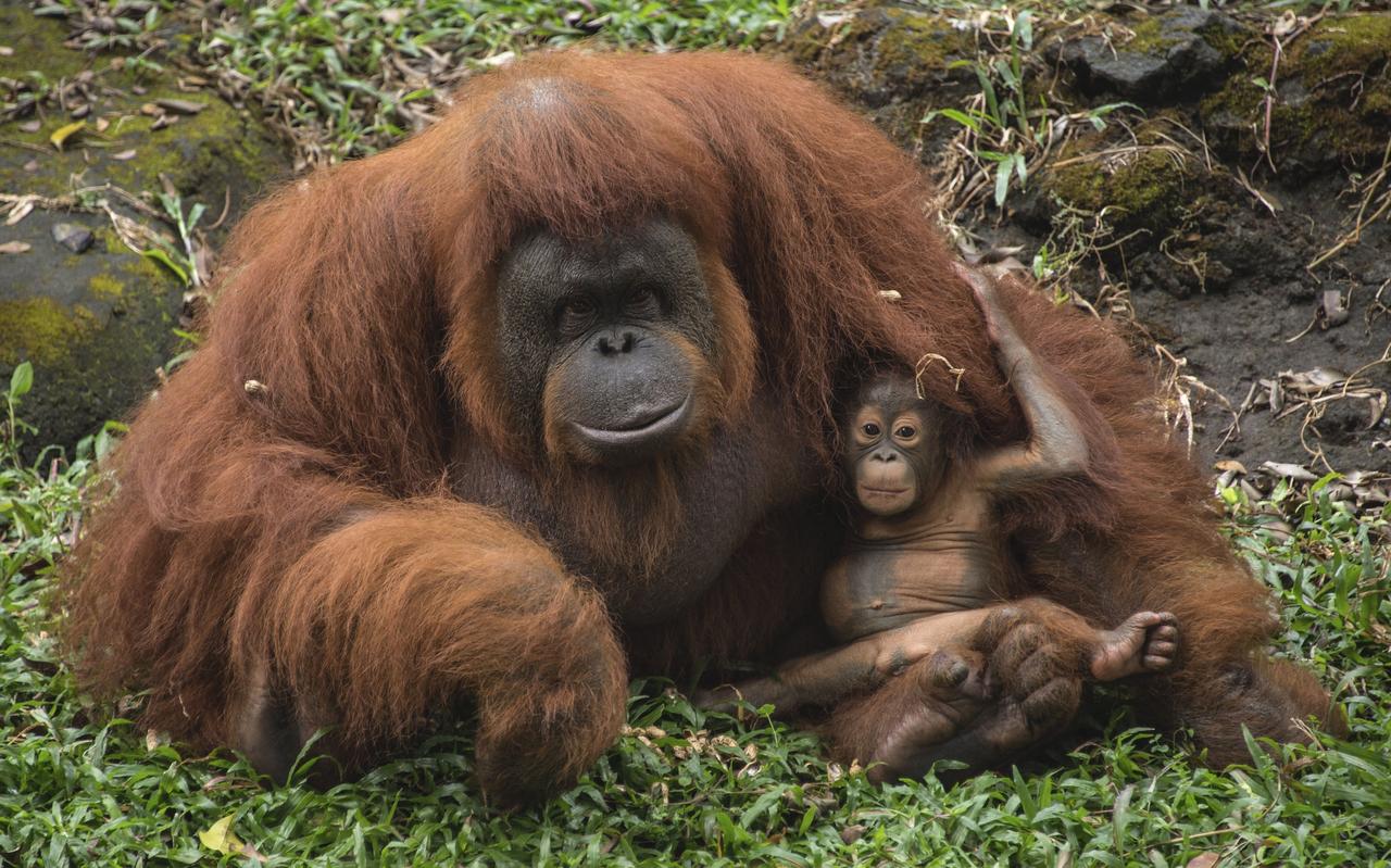 Door orang-oetans te aaien, te voeren of met ze op de foto te gaan kunnen mensen gevaarlijke virussen doorgeven. Door orang-oetans te aaien, te voeren of met ze op de foto te gaan kunnen mensen gevaarlijke virussen doorgeven.