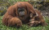 Door orang-oetans te aaien, te voeren of met ze op de foto te gaan kunnen mensen gevaarlijke virussen doorgeven. 