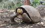 Schildpad Fernanda van de Galapagos-eilanden is de enige Fernandina-reuzenschildpad die bekend is. Jarenlang werd gedacht dat de soort was uitgestorven, omdat er sinds 1906 geen exemplaar meer was gesignaleerd, totdat Fernanda in 2019 opdook.
