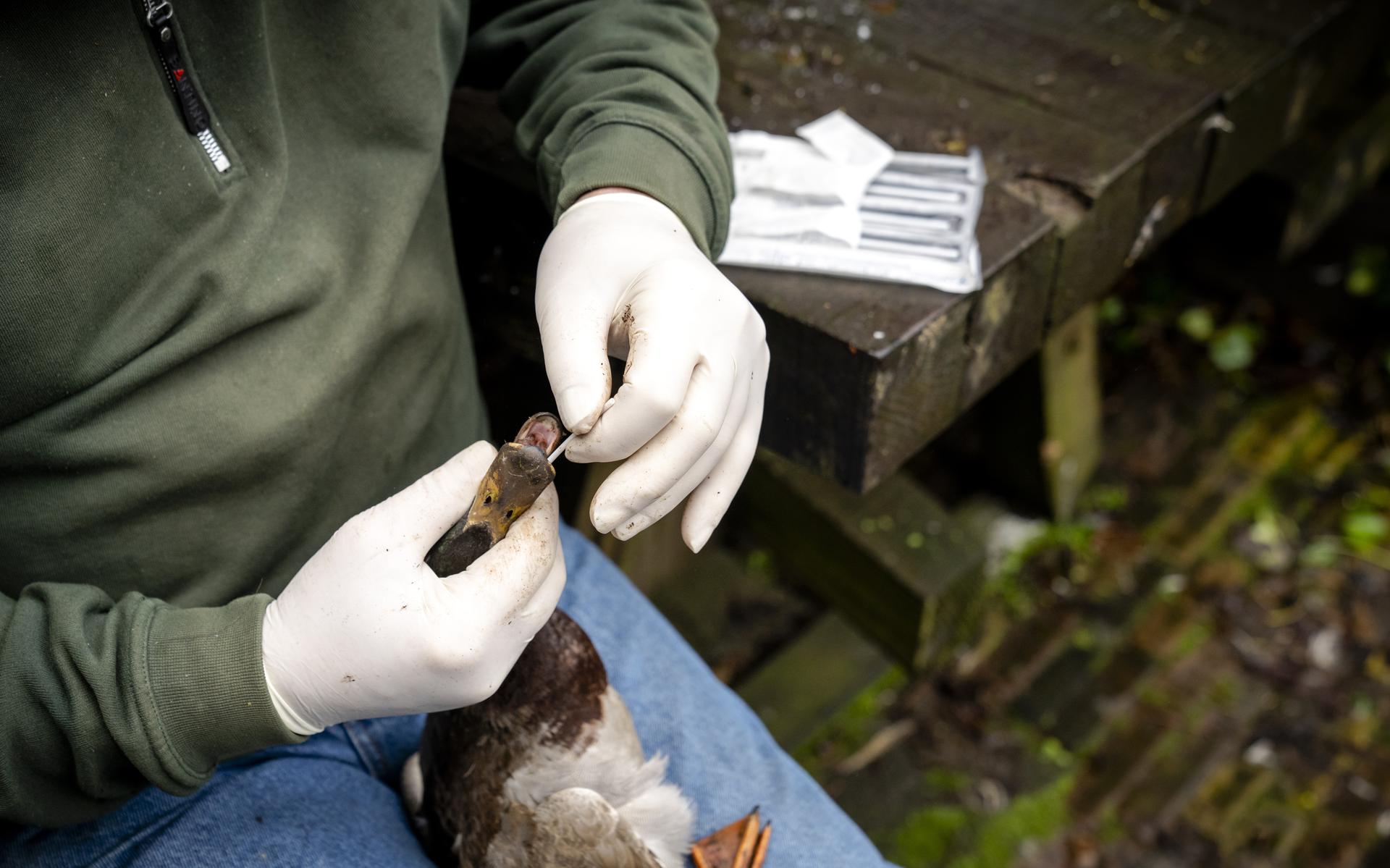 Een eend wordt bemonsterd met een wattenstaafje met keel- en cloaca-swap voor onderzoek naar vogelgriep. 