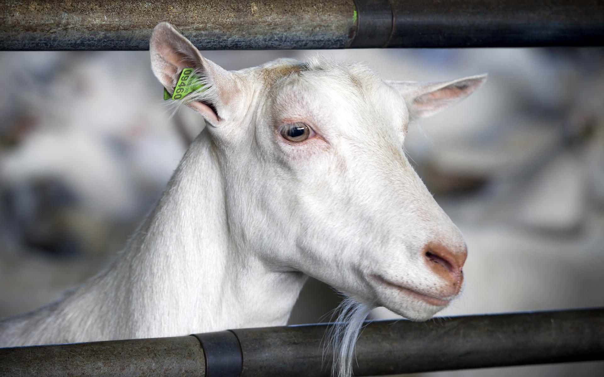 Weststellingwerf weigert de geitenhouderij. Nieuwe bedrijven, uitbreiding en omschakeling niet lange
