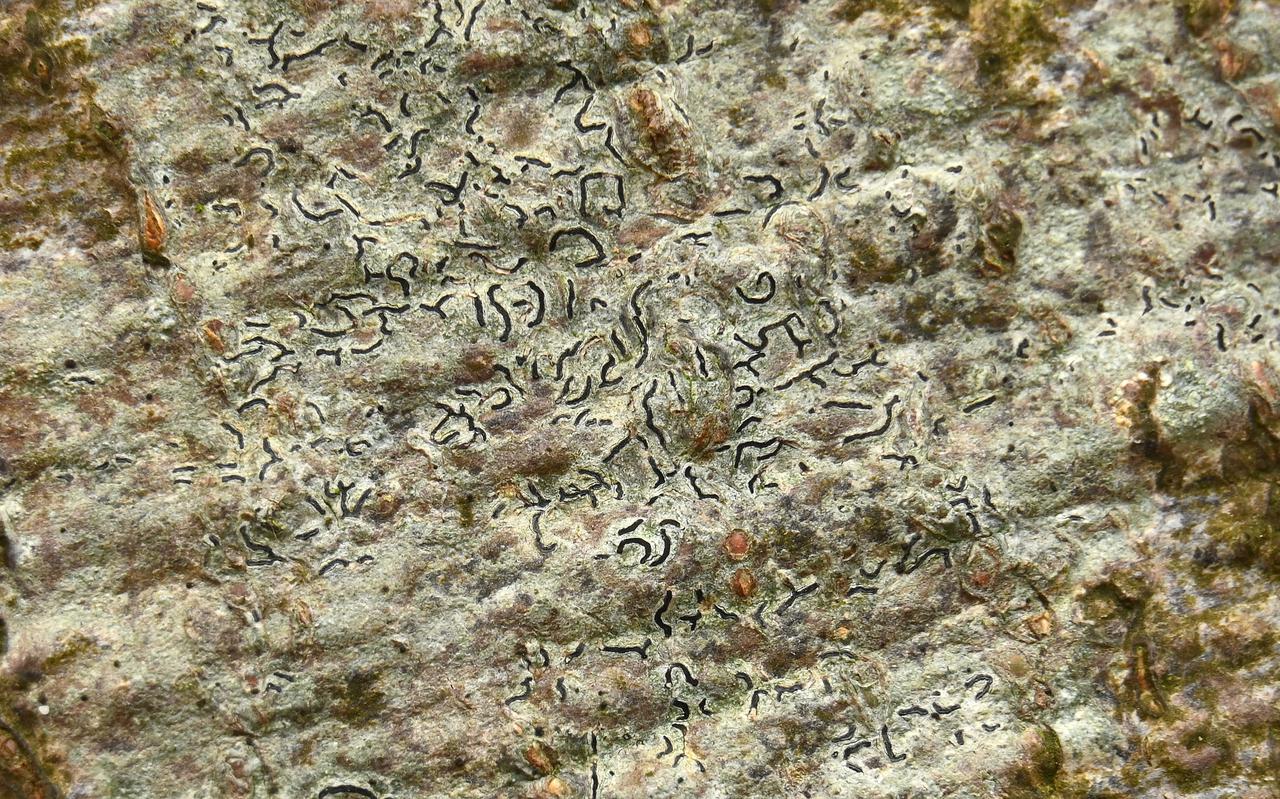 Schriftmos, met een tekening die op hiëroglyfen lijken. Gewoon schriftmos groeit vaak aan de voet van oude beuken.