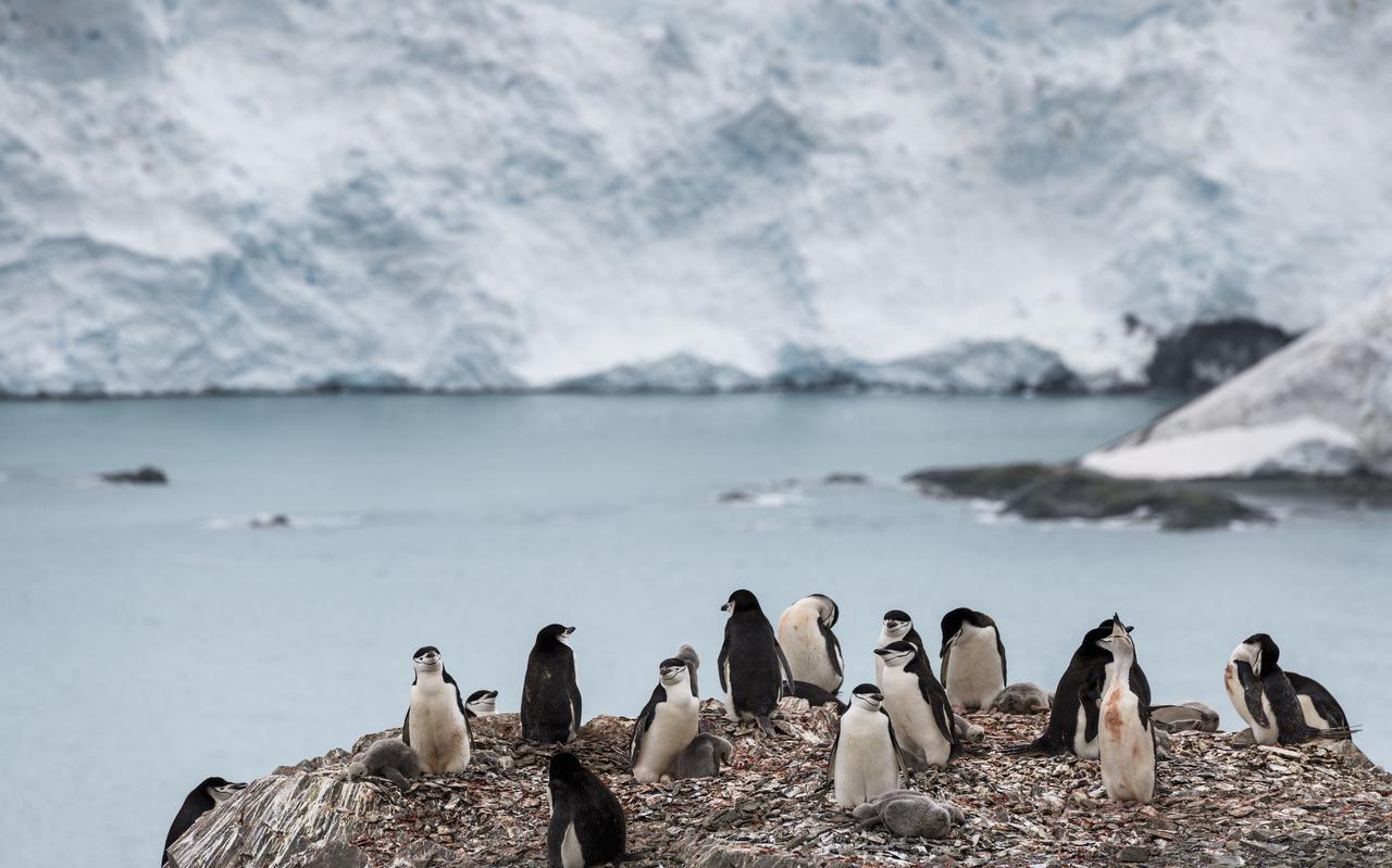 Pinguïns op Antarctica. 