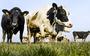 Koeien in de wei bij studentenboerderij CAH Vilentum in Dronten. 
