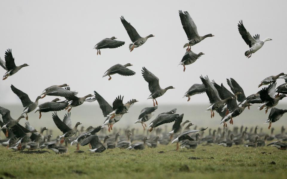 Opvliegende ganzen tijdens de winterperiode in Nederland. 