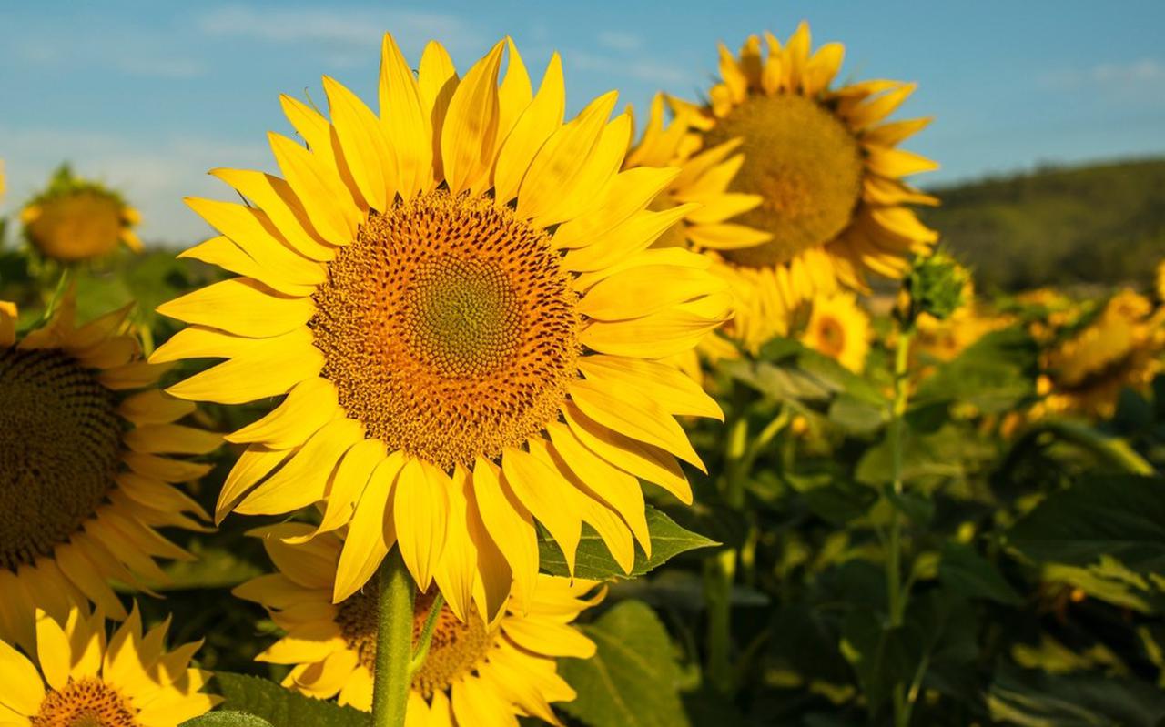 Een veld met zonnebloemen.