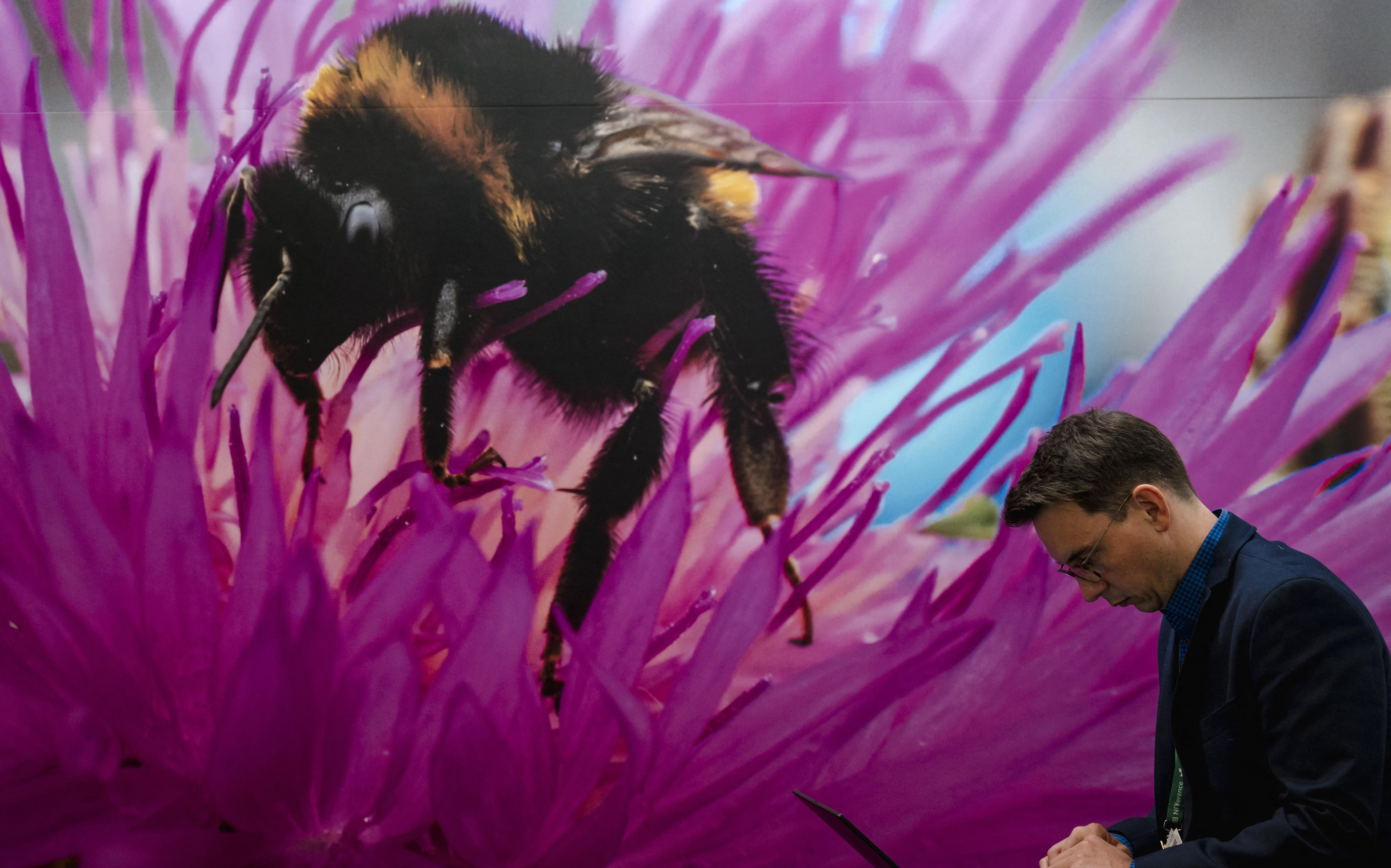 Een delegatielid loopt langs een enorme poster van een bij in de conferentiezaal in Montreal waar de biodiversiteitstop gehouden wordt. Een delegatielid loopt langs een enorme poster van een bij in de conferentiezaal in Montreal waar de biodiversiteitstop gehouden wordt.