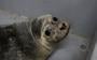 De naar Amalia vernoemde zeehond is een mannetje dat op Ameland is aangetroffen.