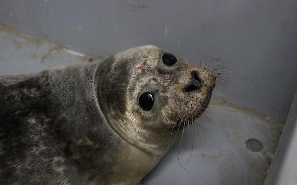 De naar Amalia vernoemde zeehond is een mannetje dat op Ameland is aangetroffen.