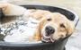 Een hond koelt af in een bak water.