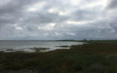 Een kwelder bij de Waddenzee bij Banckspolder op Schiermonnikoog.