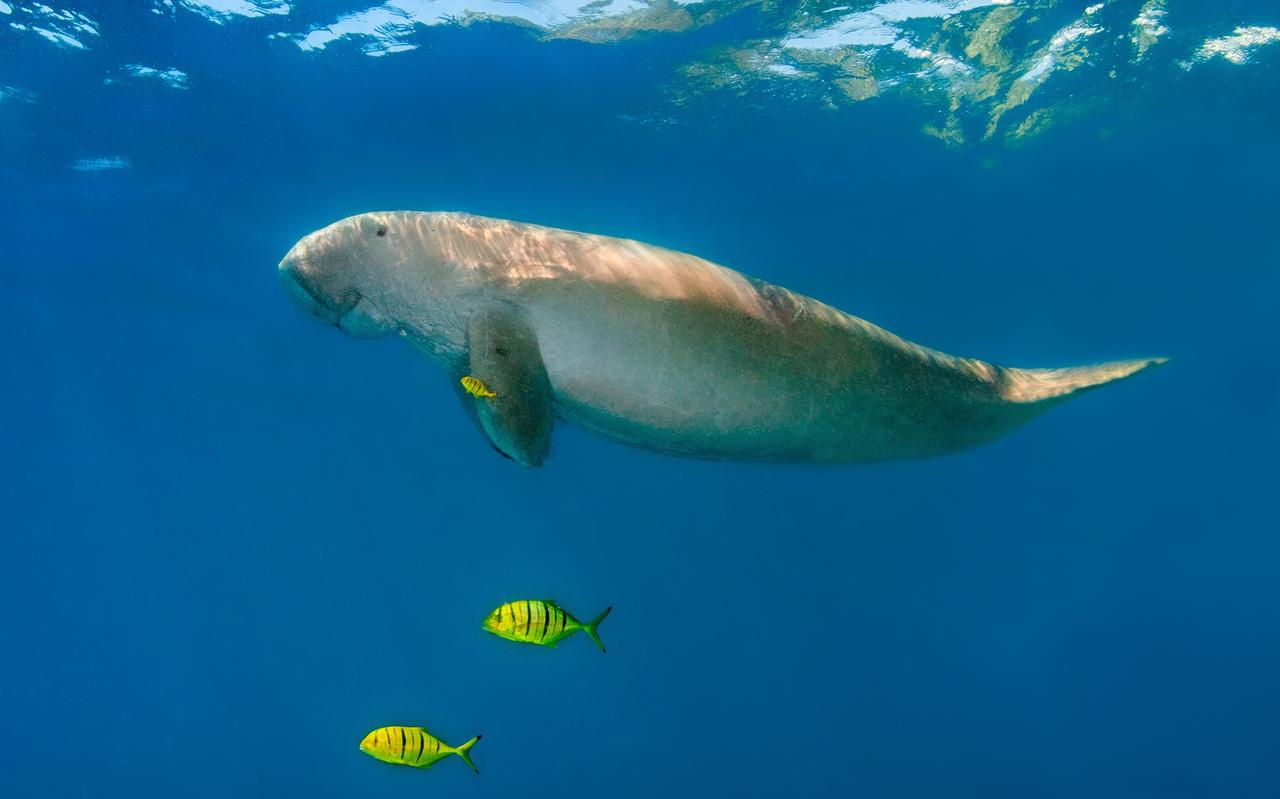 De Indische zeekoe is een van de bedreigde diersoorten. De Indische zeekoe is een van de bedreigde diersoorten.