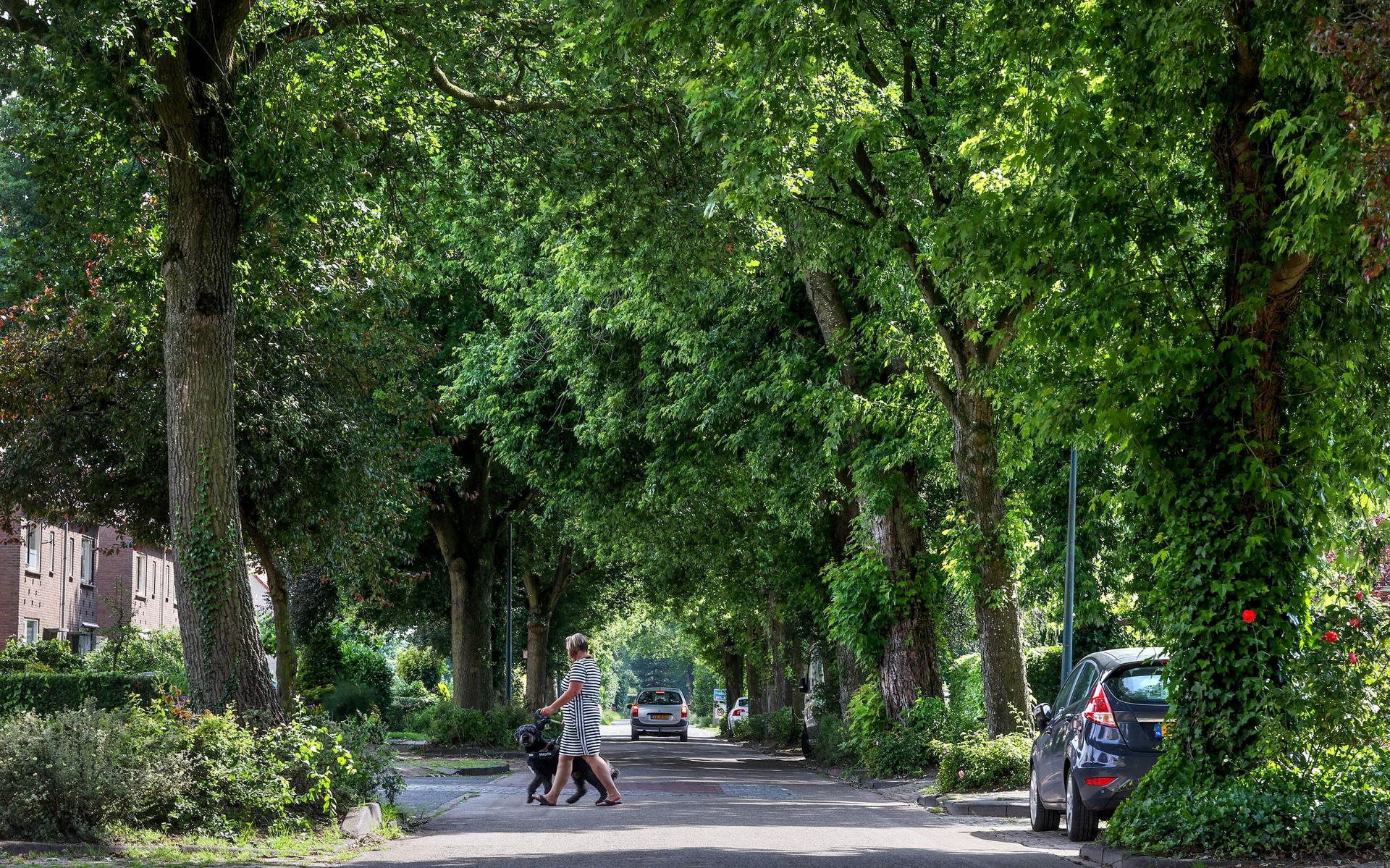34 bomen wijken bij herinrichting Haulsterweg in Haskerhorne