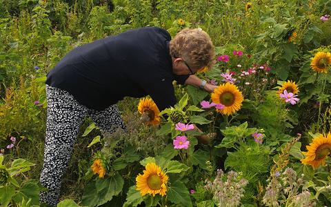 Een bezoeker oogst zonnebloemen op PlukGeluk.