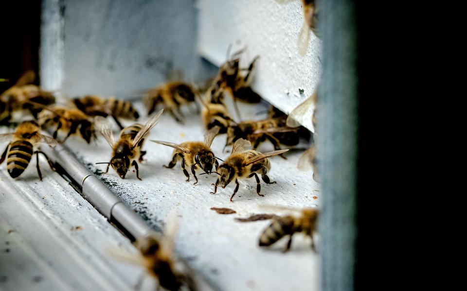 Massale bijensterfte kan de voedselzekerheid in gevaar brengen.