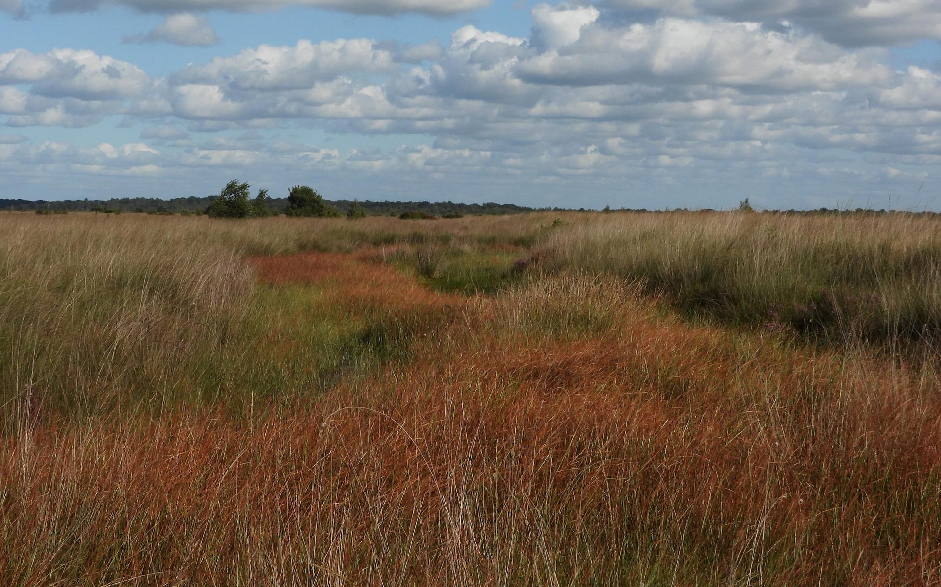 Judith Bouma-Litjens uit Fochteloo werd natuurfotograaf dankzij het tellen van een zeldzaam vlindert