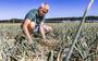 Een boer in Terneuzen bekijkt zijn uienoogst die het door de droogte zwaar heeft. 