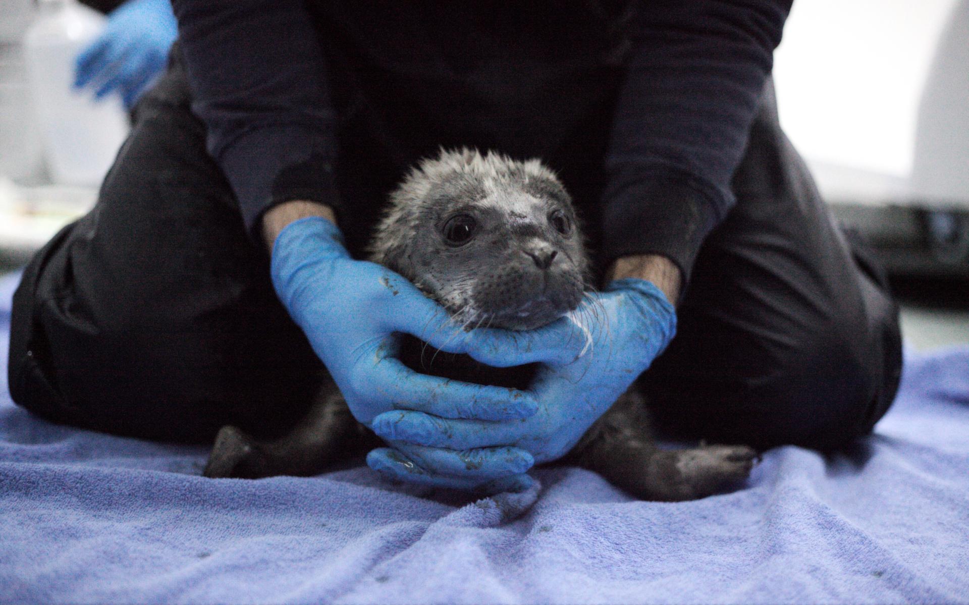 Zeehondenpup Crista.