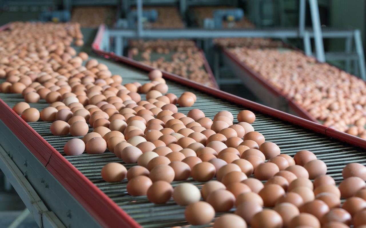 Eieren op transport in een fabriek.