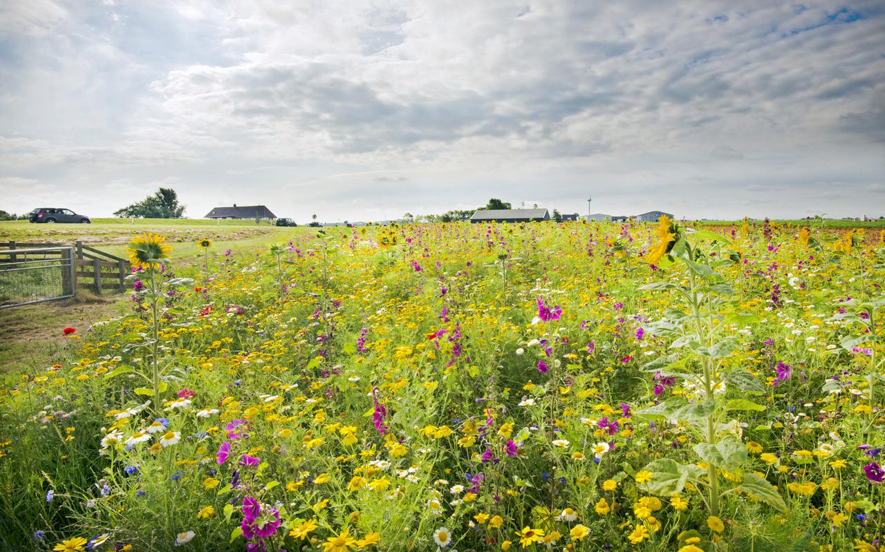 Een kruidenrijke akkerrand aan de Grândyk bij Holwerd. Burgercoöperatie Land van Ons wil 35 hectare grond bij de Duurswouderheide kopen voor extensieve landbouw, onderdeel van de plannen zijn bloemenrijke akkerranden.