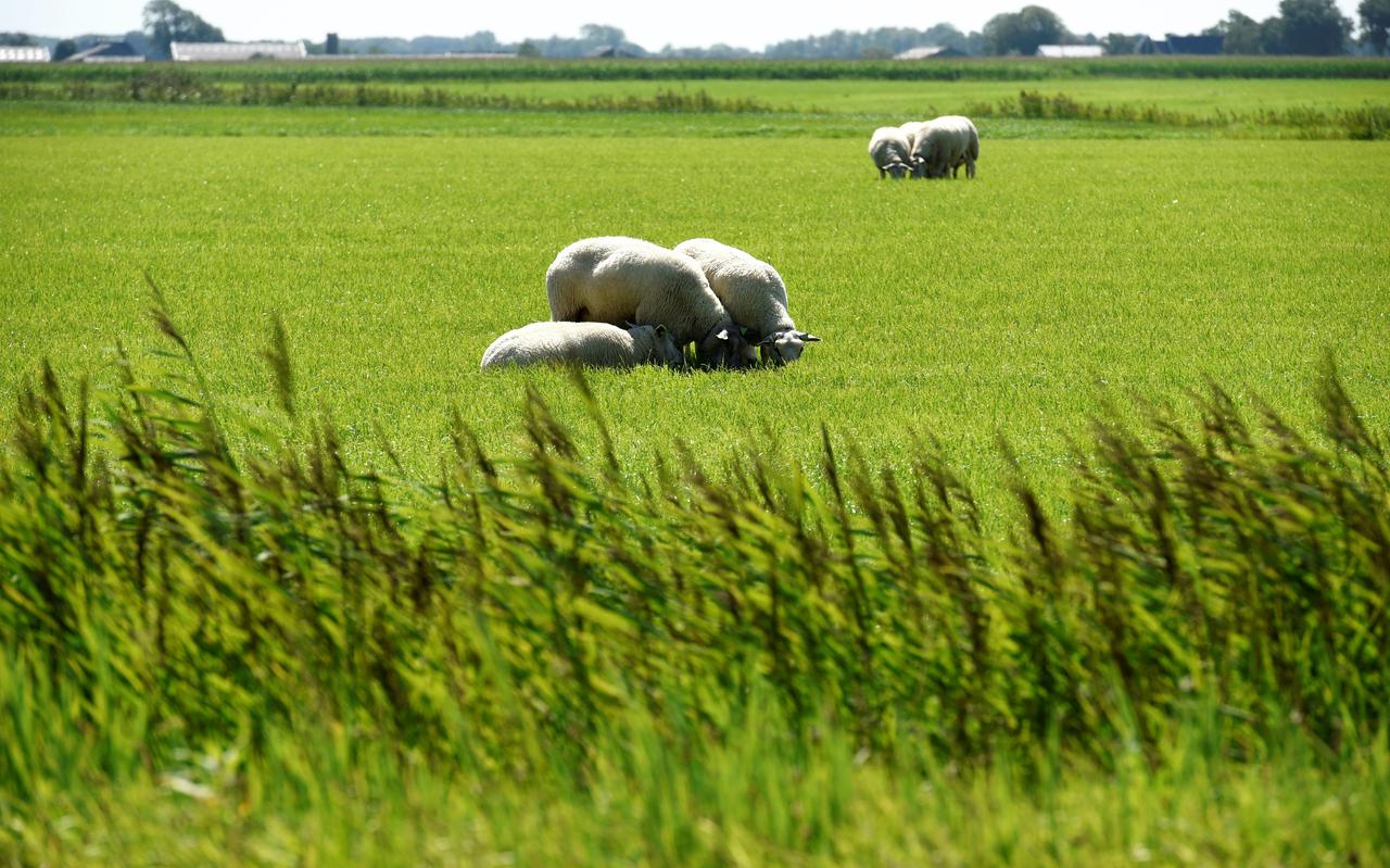 Schapen in de wei bij Vrouwenparochie. Schapen in de wei bij Vrouwenparochie.