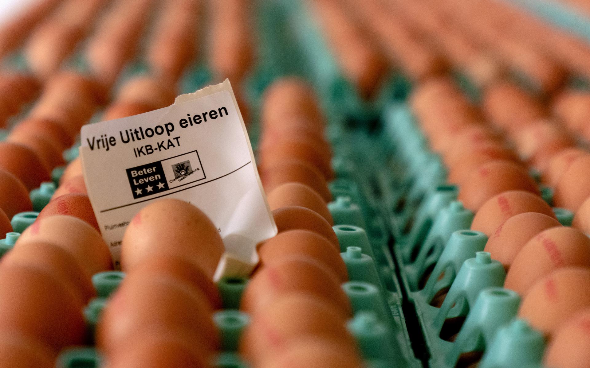 Hoge eierenprijzen slecht nieuws voor biologische pluimveehouders. 