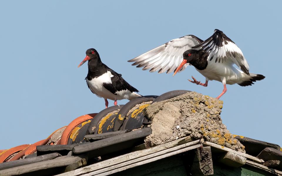 De scholekster wordt steeds meer een stadsvogel.