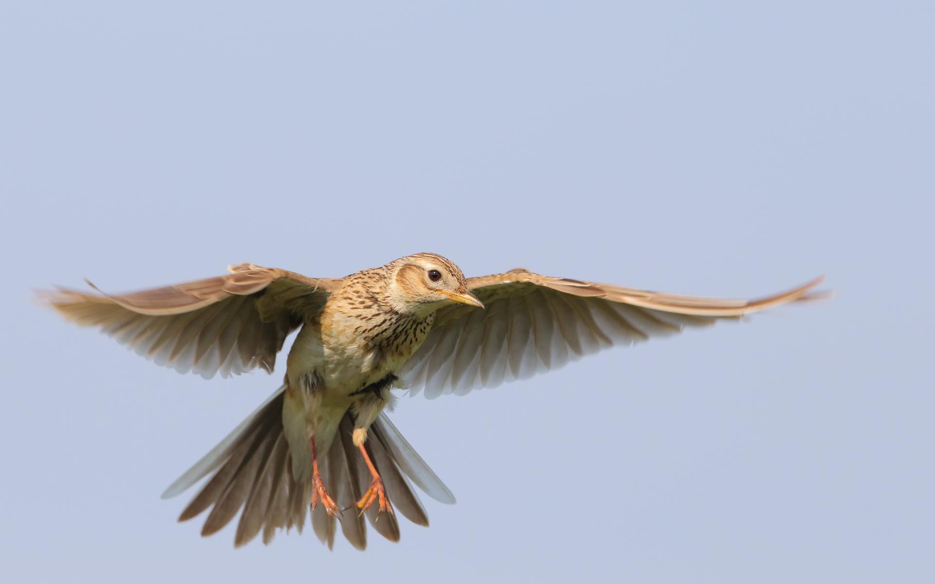 Alarmerende cijfers over wereldwijde vogelstand, ook in Nederland zorgen: 'Vroeger herkende iedereen
