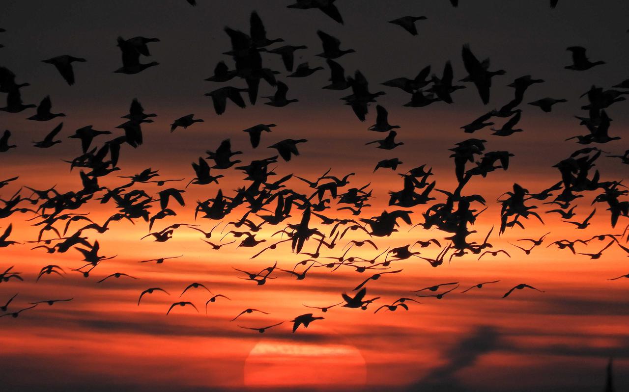 Opvliegende ganzen bij ondergaande zon.