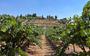 Deze wijngaard in Israël ligt er verlaten bij. De ranken groeien alle kanten op.