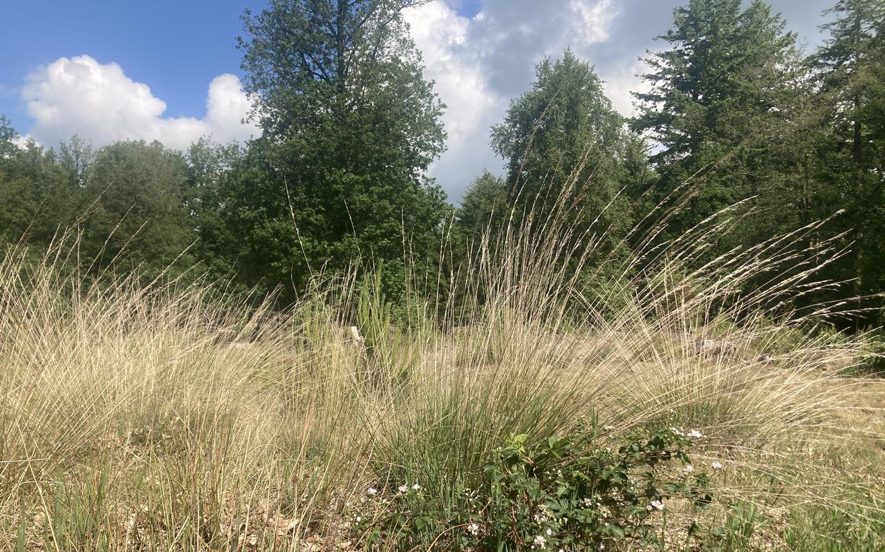 Snelgroeiende soorten als braam, pijpestrootje (de hoge graspollen) verdringen door teveel aan stikstof de vegetatie in het Aekingerzand.