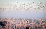 Vliegende ganzen boven berijpt veld in het ochtendgloren.