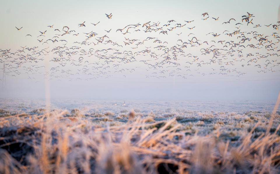 Vliegende ganzen boven berijpt veld in het ochtendgloren.