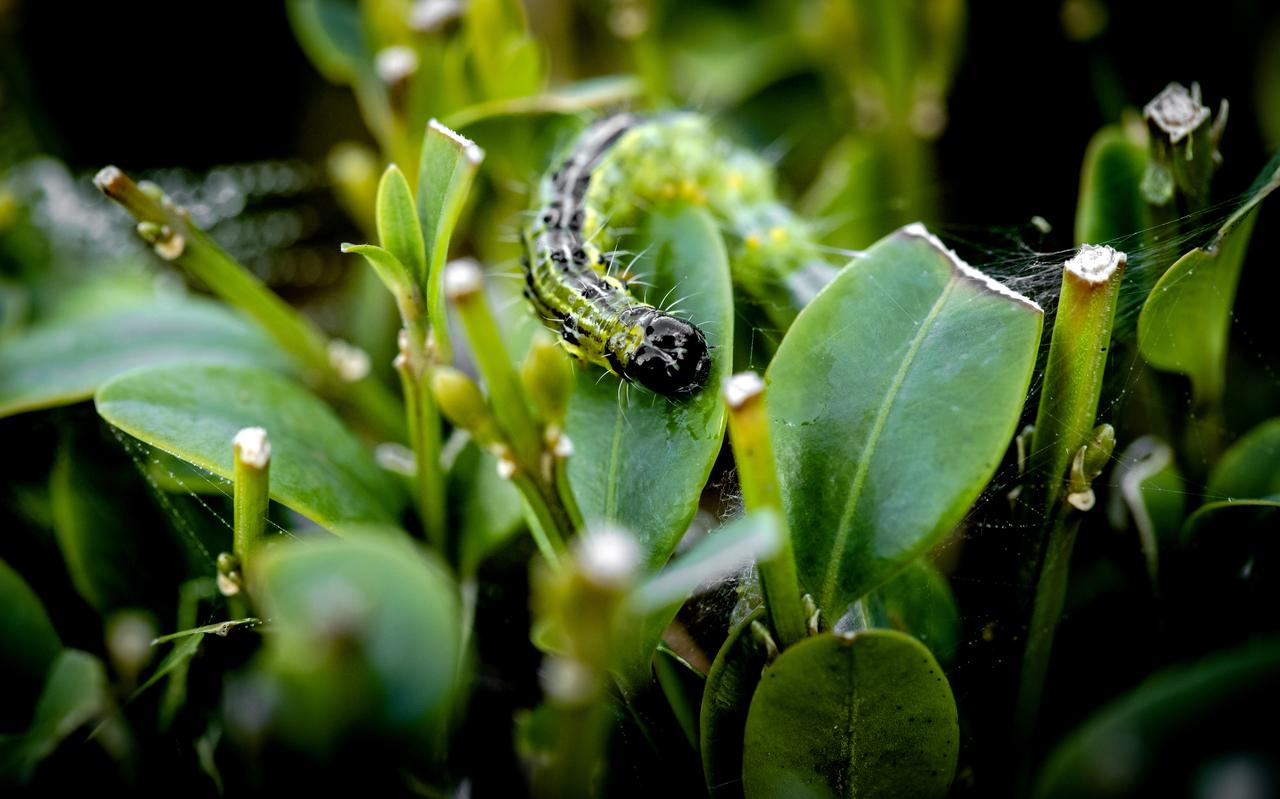 De buxusmotrups doet zich tegoed aan de bladeren van de buxusplant. De buxusmotrups doet zich tegoed aan de bladeren van de buxusplant.