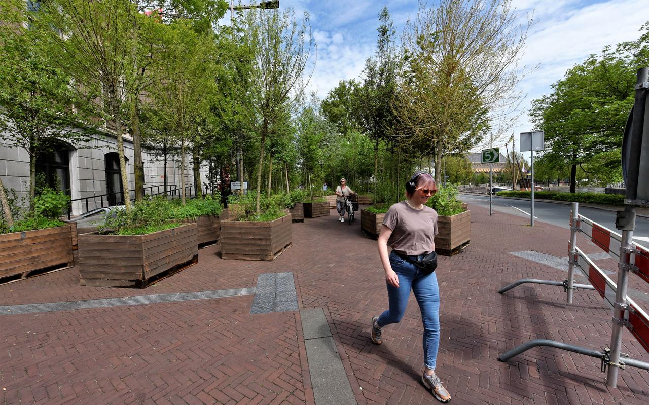 Bosk op het anders veel kalere Beursplein. Bosk op het anders veel kalere Beursplein.