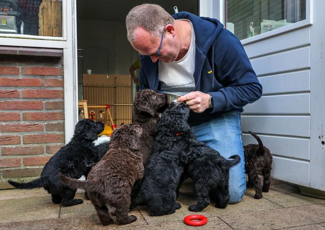 Kruisen met een grote poedel? Fokprogramma moet Friese wetterhoun redden