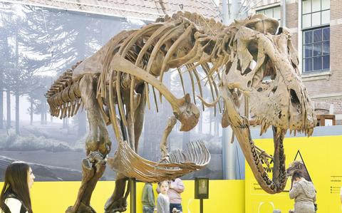 Het skelet van de T-Rex dat in de binnenplaats van Natuurmuseum Fryslân staat. 