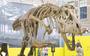 Het skelet van de T-Rex dat in de binnenplaats van Natuurmuseum Fryslân staat. 