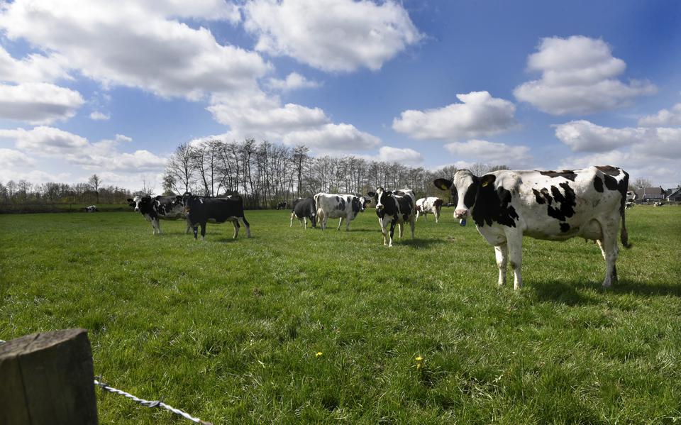 Koeien in het Friese landschap. 