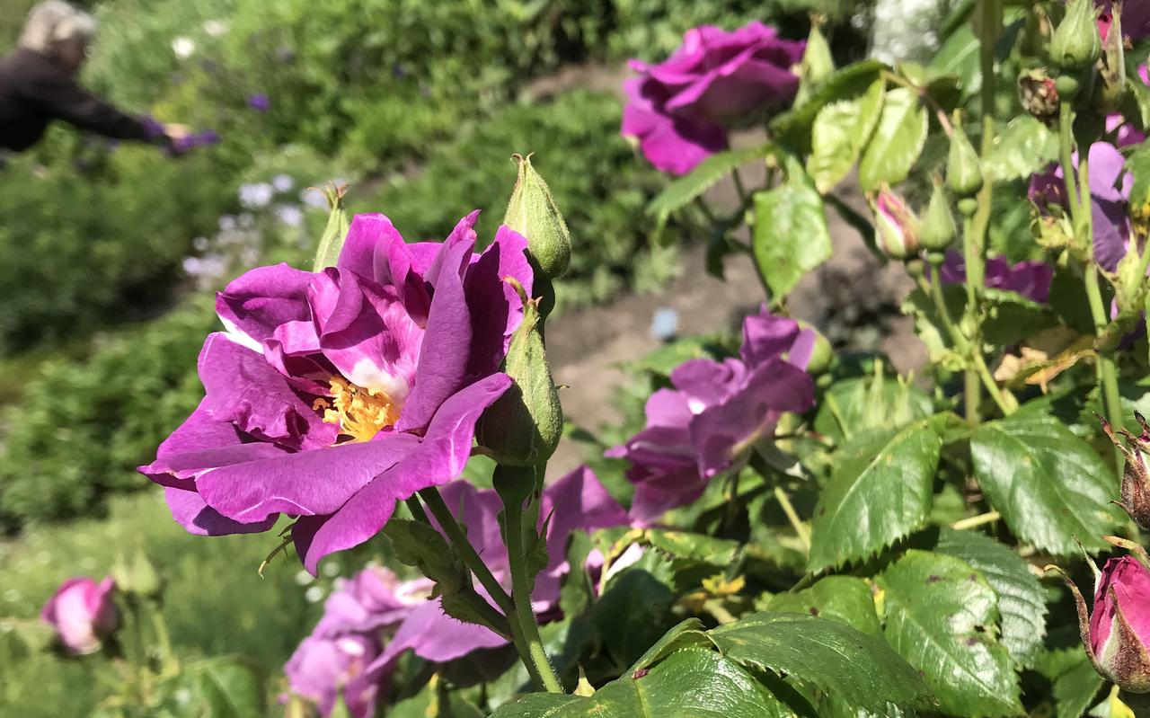 In zonnige delen van de tuin staan de rozen al volop in bloei.