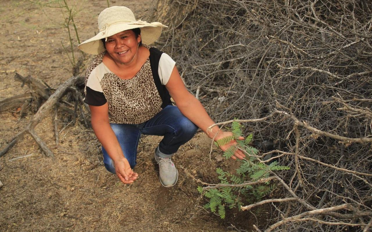 Iemand van de lokale bevolking in Peru plant bomen aan in de droge kustzone van het Zuid-Amerikaanse land. Iemand van de lokale bevolking in Peru plant bomen aan in de droge kustzone van het Zuid-Amerikaanse land.