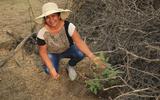 Iemand van de lokale bevolking in Peru plant bomen aan in de droge kustzone van het Zuid-Amerikaanse land. 