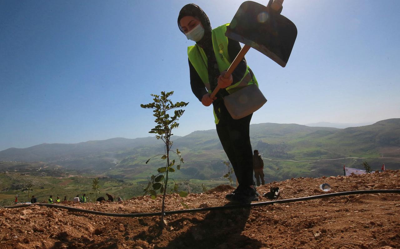In 2021 werd in Jordanië een nieuw bos met eucalyptus en johannesbroodbomen geplant op een kale heuvel, met het idee dat er over tien jaar tien miljoen bomen zouden moeten groeien. 